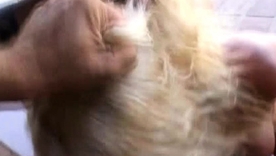 Jamie Brooks, Jolie, and Gina Jolie give a deepthroat blowjob