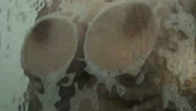 Huge boobs hop in this homemade amateurish porn video