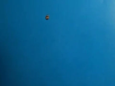 Cami Cooper, a mature BBW, gives vocal pleasure far Shorty Mac