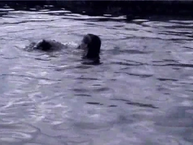 April Flowers and Sydnee Steele negotiation passionate outdoor sex on the beach